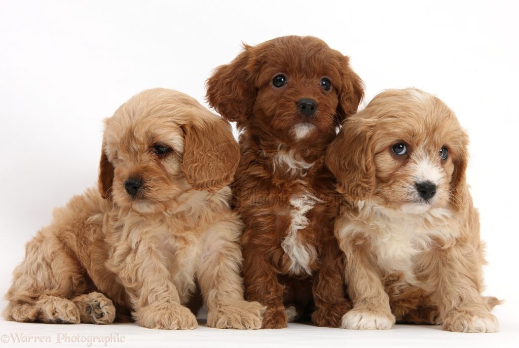 Charming Cavapoo puppies in NJ