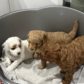 Healthy Cavapoo puppies in New Jersey