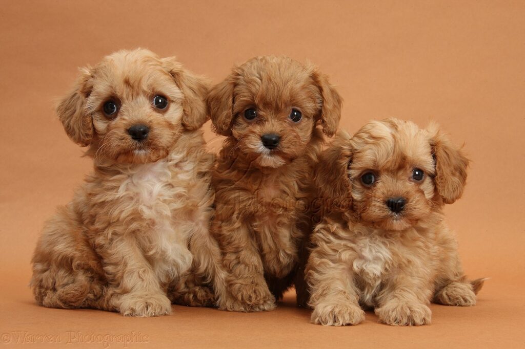 Playful Cavapoo puppies in New Jersey