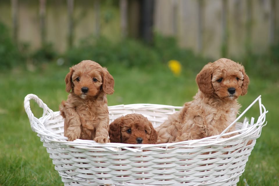 Attractive Cavapoo puppies New Jersey