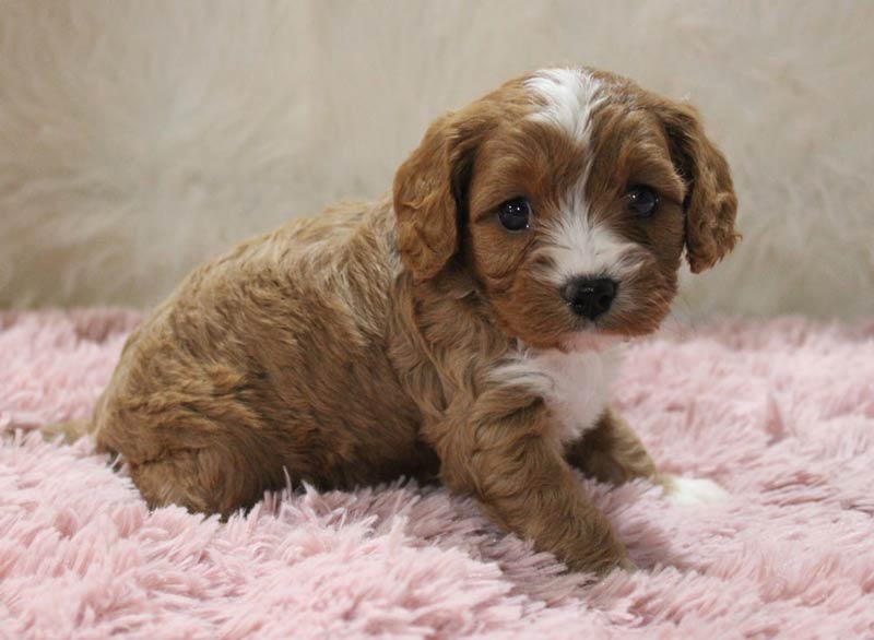 Cavapoo breeder listings in New Jersey