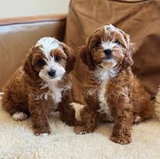 Cavoodle Puppies for sale online