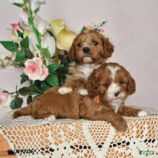 Toy Cavapoo puppies in New Jersey