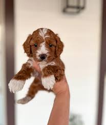 Best Cavapoo breeders in New Jersey