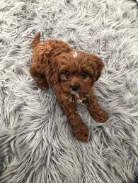 Cavapoo breeders in Central NJ