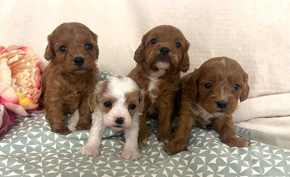 Cute Cavapoo puppies for sale