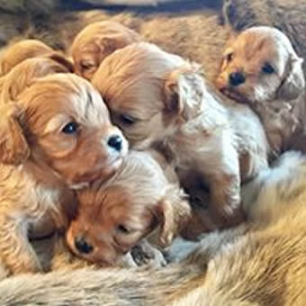 Buy Healthy Cavapoo Puppies