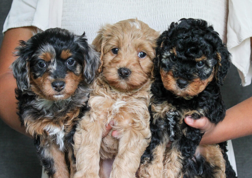 Buy Cavoodle Puppies Online