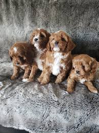 Buy Cavoodle Puppies Near NJ