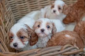 Cavapoo Puppy for sale Online