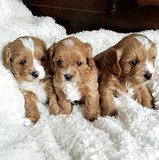 Cavapoo Pups for sale Online