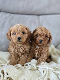 Toy Cavapoo Puppy for sale