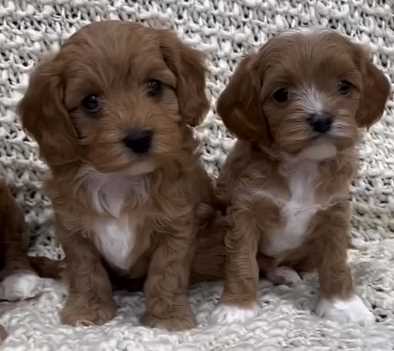 Breeders of Cavapoo Puppies in New Jersey