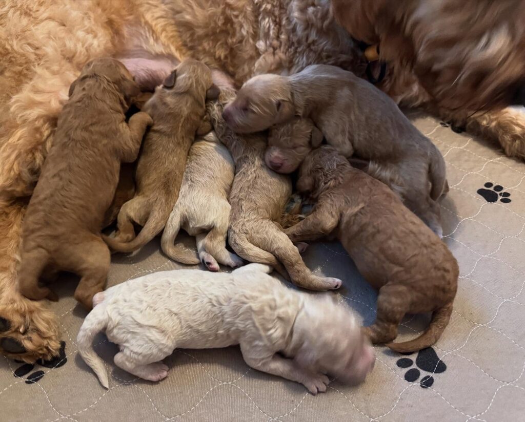 How to Avoid Puppy Scams How to Avoid Puppy Scams