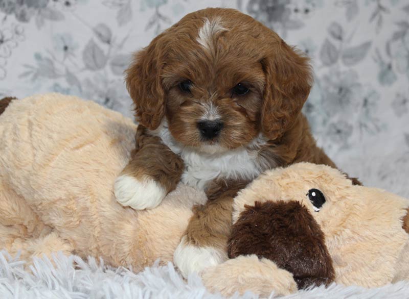 Good Dog Cavapoo Puppies