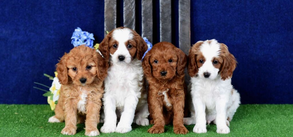 Cavoodle Puppies near me