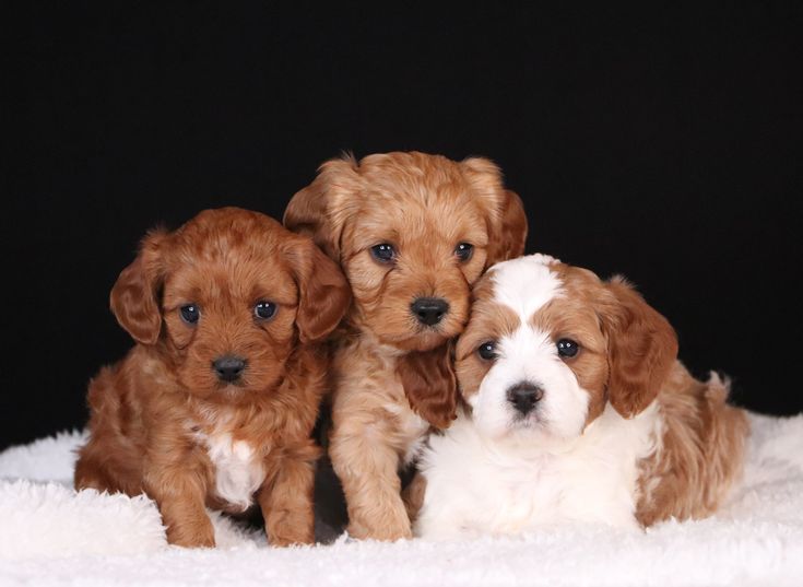 Mini Cavapoo puppies near me
