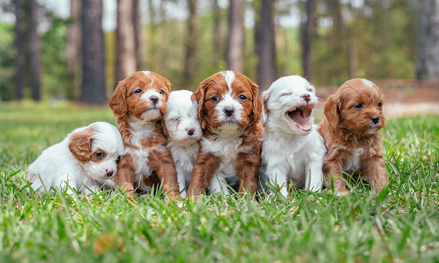 Cavapoo Puppies near me Edison