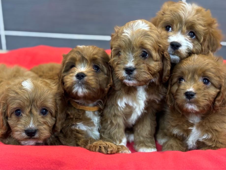 Cavapoo Breeders near me