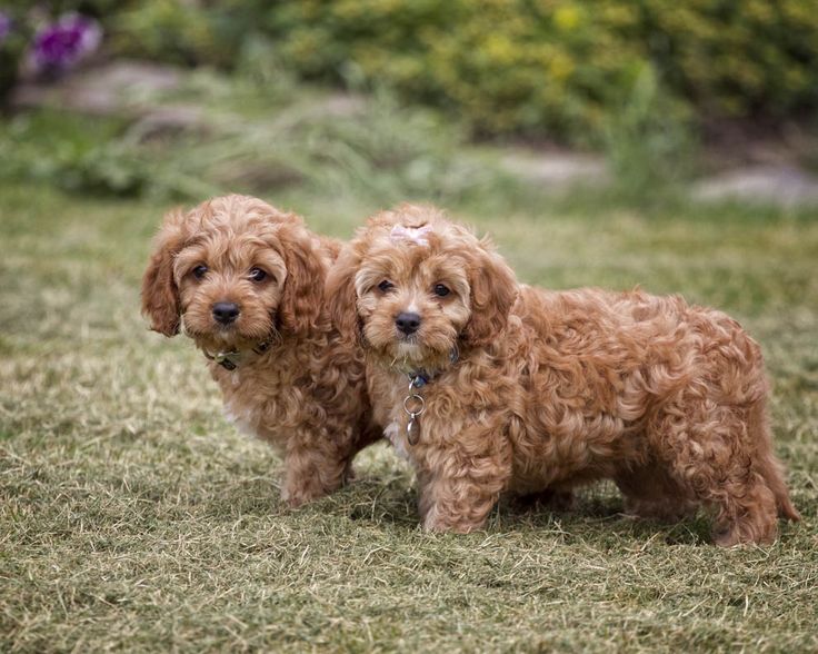 Cavapoodle Puppies for sale Online