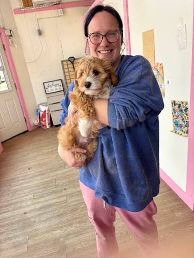 Reputable Cavapoo breeder