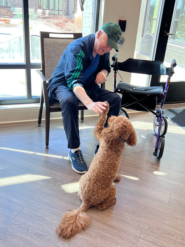 trusted Cavapoo breeder trusted Cavapoo breeder