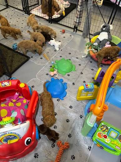 Cavapoo puppy supplies Cavapoo puppy supplies