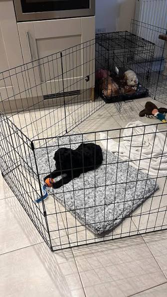 Cavapoo puppy supplies Cavapoo puppy supplies