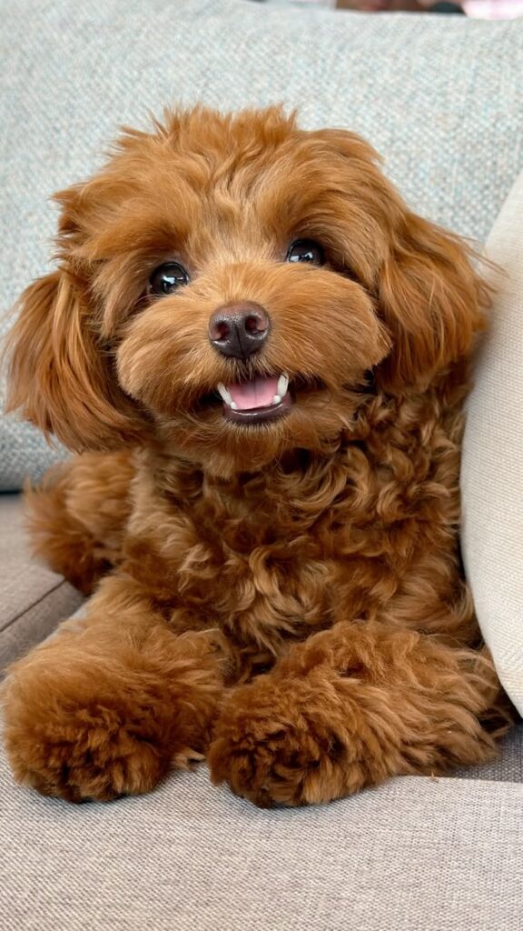 How to Stop a Puppy From Biting?