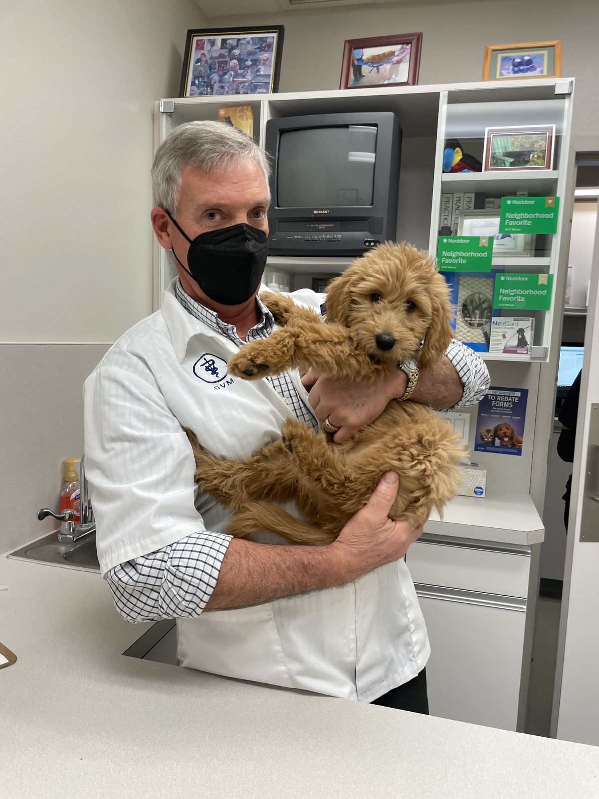 Healthy Cavapoo Puppy Ohio