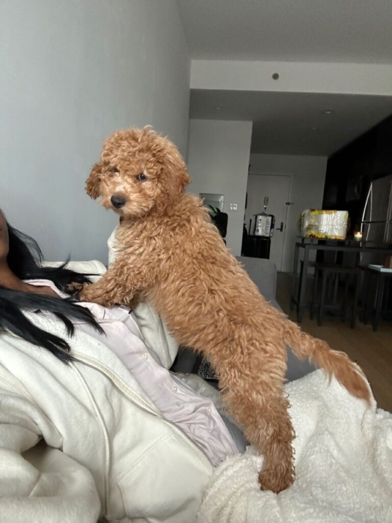 Stop Your Dog from Jumping on People: A Step-by-Step Guide