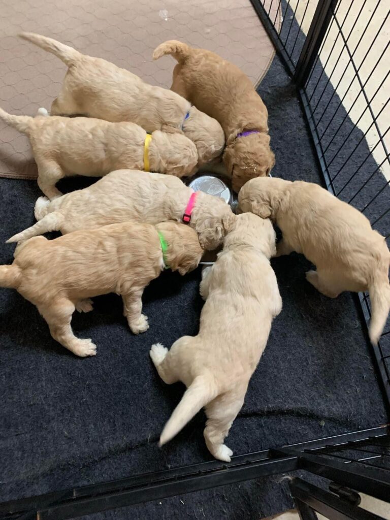 A Step by Step Tutorial to Leash Training