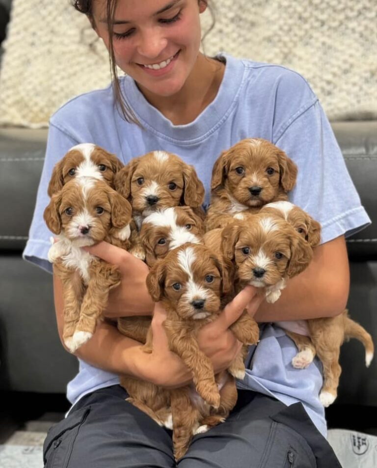 Cavapoo Breeder