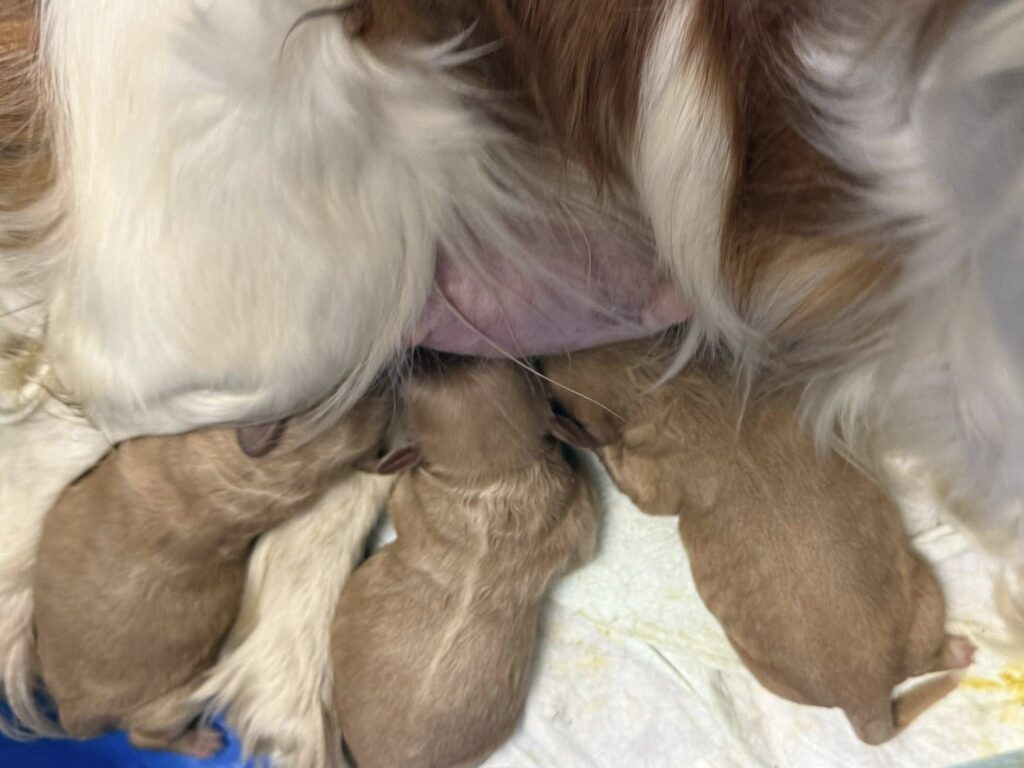 Cute Cavapoo puppy available Cute Cavapoo puppy available