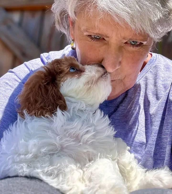 Cavapoo Puppies