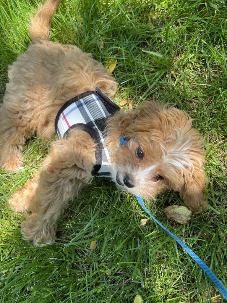 How to Socialize a Puppy: A Complete Guide for Raising a Confident Dog