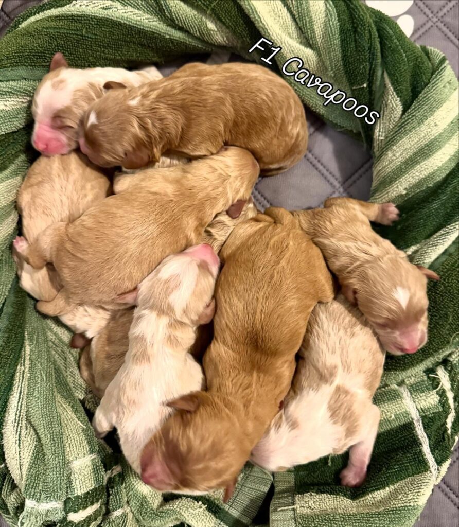 Healthy Cavapoo puppy for sale