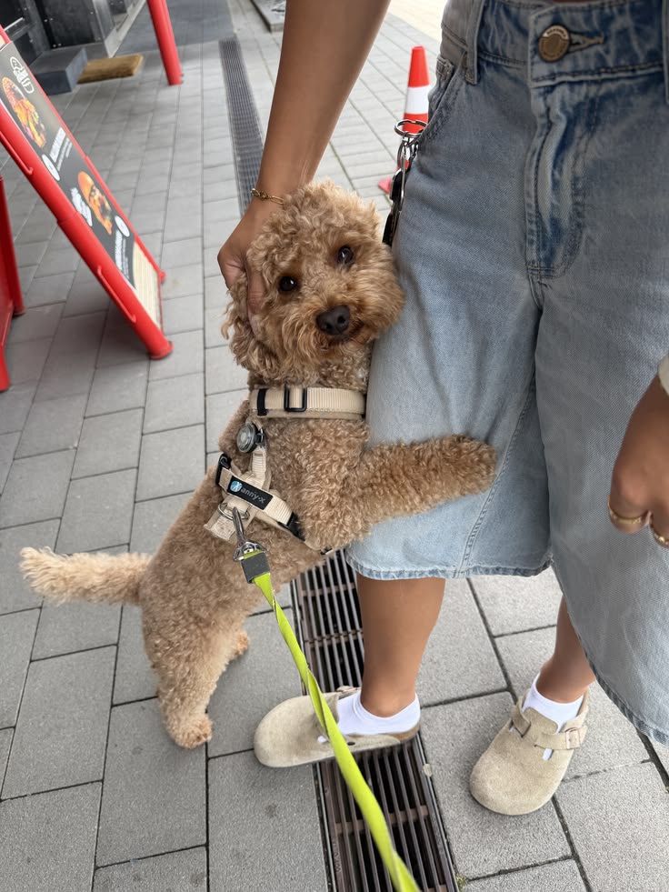 How to Stop a Puppy From Biting