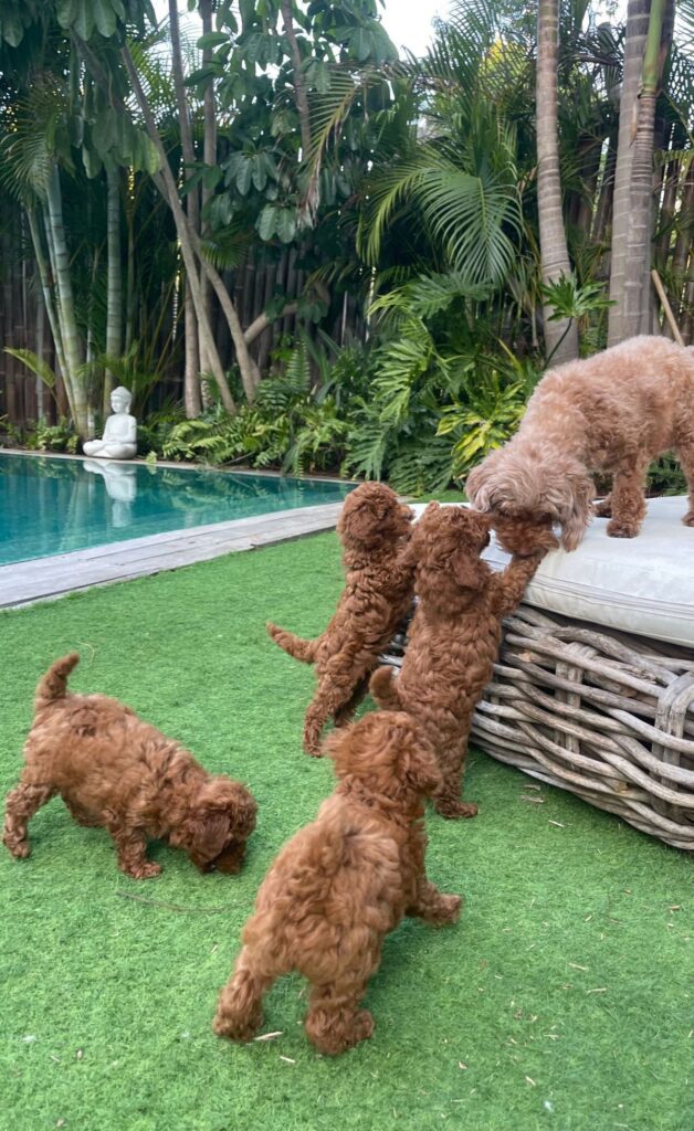 How to Help Your Puppy Learn Its Name
