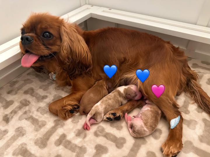 Are Cavapoos Good Family Dogs Are Cavapoos Good Family Dogs