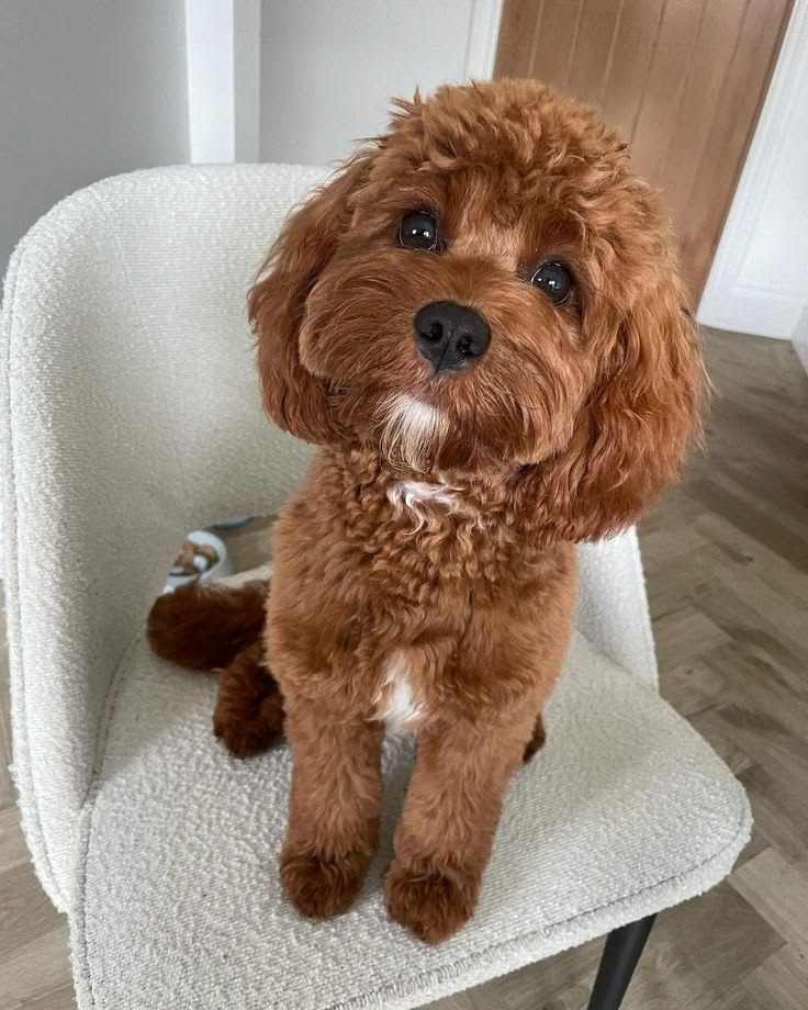 Dog Clicker Training for Beginners