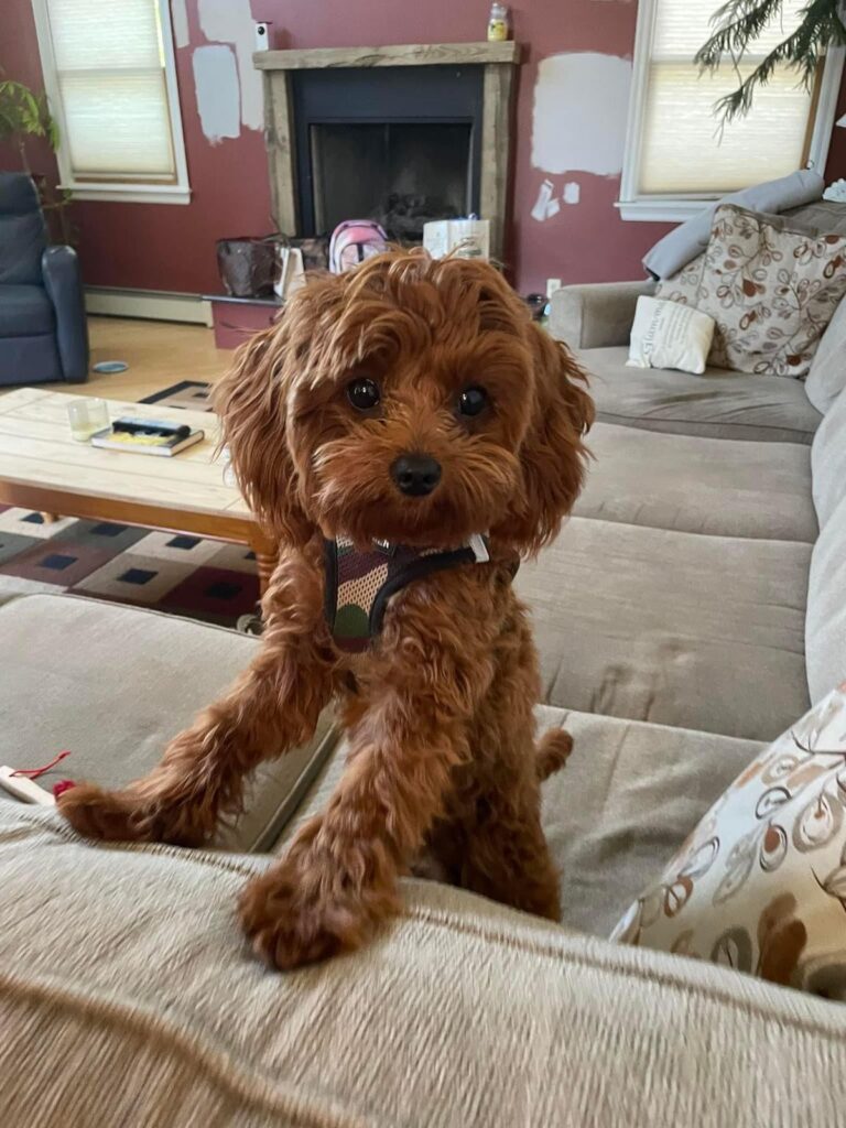 Dog Clicker Training for Beginners
