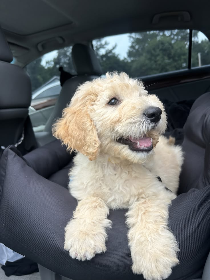 Summer Dog Safety Tips