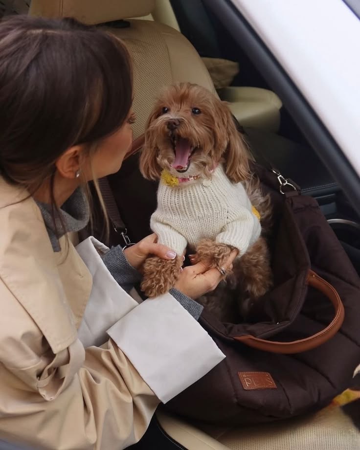 How to Socialize a Puppy