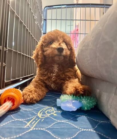 Cavapoo Puppies Near Me Texas
