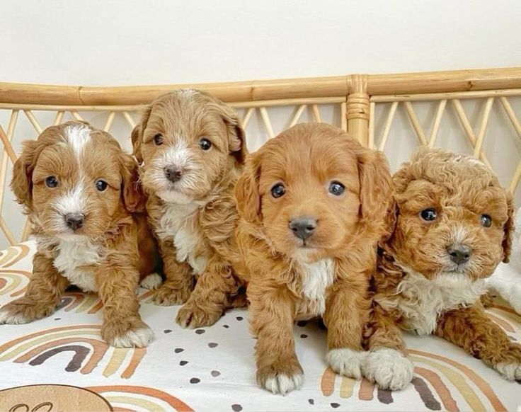 Cavapoo Puppies for Sale in Michigan
