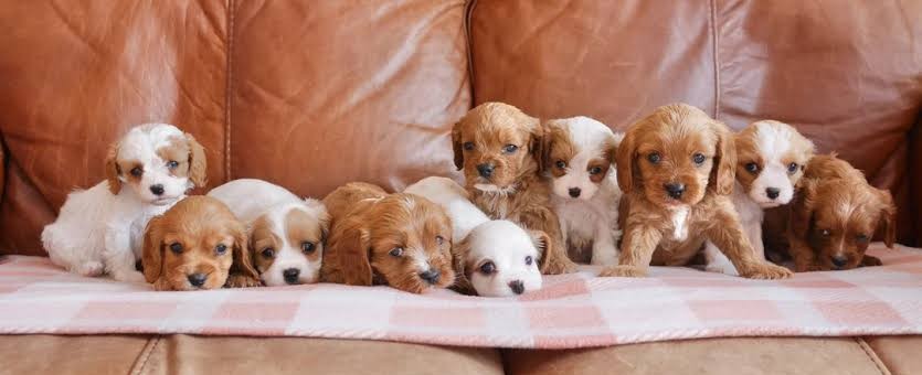 Cavapoo Puppies for Sale in North Carolina