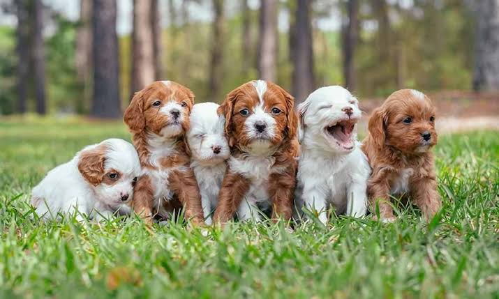 Cavapoo Puppies for Sale in Texas
