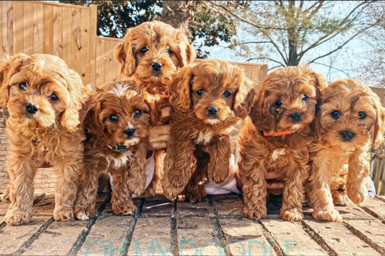 Cavapoo Puppies for sale