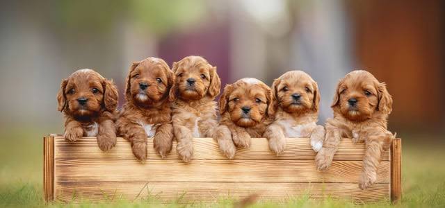 Cavapoo Puppies for sale in Florida